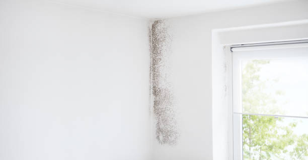 Professional Mold Removal in Plymouth Meeting, PA