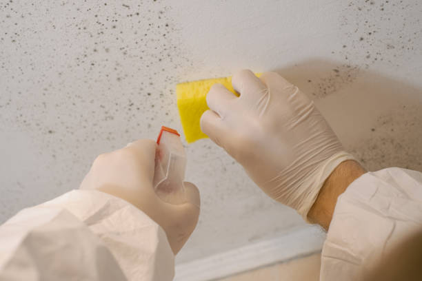  Plymouth Meeting, PA Mold Removal Pros